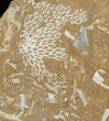 Ordovician Bryozoans (Chasmatopora) Plate - Estonia #89747-1